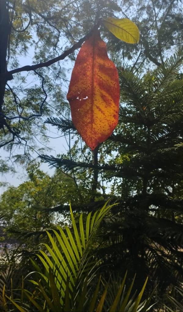 Fading Leaf ~ Fr. T